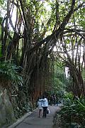 盧吉道的印度橡樹