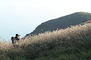 大東山拍芒草