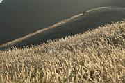 大東山芒草