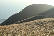 大東山芒草