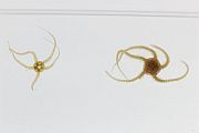 海洋生物樣本