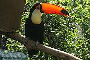 Toco Toucan