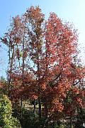 楓香樹紅葉