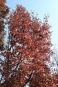 楓香樹紅葉