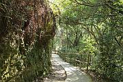 往三椏村的路