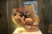 人類胎盤模型
