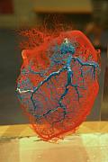 G/F 生命科學展廳的心臟模型